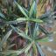 PODOCARPUS TREE X7 175CM GREEN