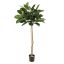 RUBBER PLANT 150CM GREEN