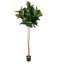 RUBBER PLANT 190CM GREEN