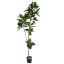 SLIM RUBBER PLANT 210CM GREEN