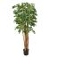 BABY SCHEFFLERA 180CM WHITE GREEN