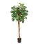 BABY BALL SCHEFFLERA 150CM WHITE GREEN