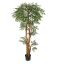 TROPICAL RUSCUS TREE 150CM GREEN