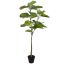 FICUS UMBELLATA 120CM GREEN