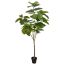 FICUS UMBELLATA 200CM GREEN