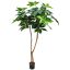 SCHEFFLERA CLOUD TREE 180CM GREEN