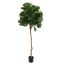 FIDDLE LEAF TREE 180CM GREEN