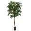 PACHIRA TREE 150CM GREEN