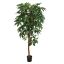 PACHIRA TREE 180CM GREEN