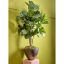 FIDDLE LEAF TREE 160CM GREEN