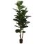 FIDDLE LEAF TREE 200CM GREEN