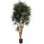 DRACAENA REFLEXA ANITA 210CM GREEN