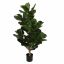 ROYAL FIDDLE LEAF TREE 63LVS GREEN