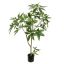 PACHIRA 120CM GREEN