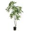 PACHIRA 150CM GREEN