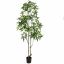 PACHIRA 210CM GREEN