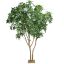 PACHIRA GIANT 290CM GREEN