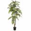 CEDRELA TREE 210CM GREEN