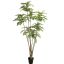 CEDRELA TREE 300CM GREEN
