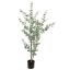 EUCALYPTUS GLOBULUS TREE 150CM GREEN