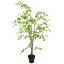 JAPANESE ZEN TREE 180CM GREEN
