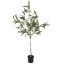 EUCALYPTUS TREE 150CM GREEN