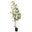 JAPONICA TREE 170CM GREEN