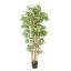 JAPANESE BAMBOO X 12 175CM GREEN
