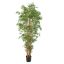 JAPANESE BAMBOO X 15 205CM GREEN