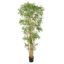 JAPANESE BAMBOO X 15 235CM GREEN