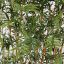 UV PLASTIC BAMBOO FENCE 170X90CM GREEN