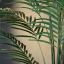 GIANT ARECA PALM X 15 180CM (K.D. packing)