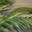 GIANT ARECA PALM X 21 240CM (K.D. packing)