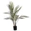 ARECA PALM IN POT 75CM GREEN