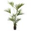 KENTIA PALM X 11 180CM GREEN