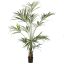 KENTIA PALM X 11 210CM GREEN