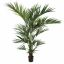 KENTIA PALM X18 220CM GREEN