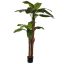 ROYAL BANANA X2 165CM GREEN