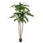 CORDYLINE TREE X3 150CM GREEN