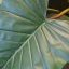 GIANT ALOCASIA TREE 140CM GREEN