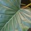 GIANT ALOCASIA TREE X 2 200CM GREEN