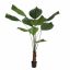 LICUALA GRANDIS PALM 180CM GREEN