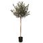 TOPIARY OLIVE TREE 120CM GREEN