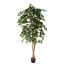 FICUS BASIC 180CM GREEN