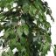 FICUS BASIC 180CM GREEN