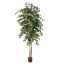 FICUS BASIC 210CM GREEN