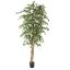 FICUS BASIC 210CM GREEN WHITE
