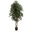 FICUS EXOTICA TREE 180CM GREEN
