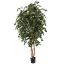 FICUS EXOTICA TREE 210CM GREEN