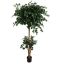 FRENCH FICUS 180CM GREEN